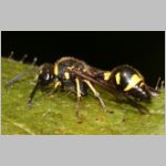 Eumenes sp - Pillenwespe 03a.jpg